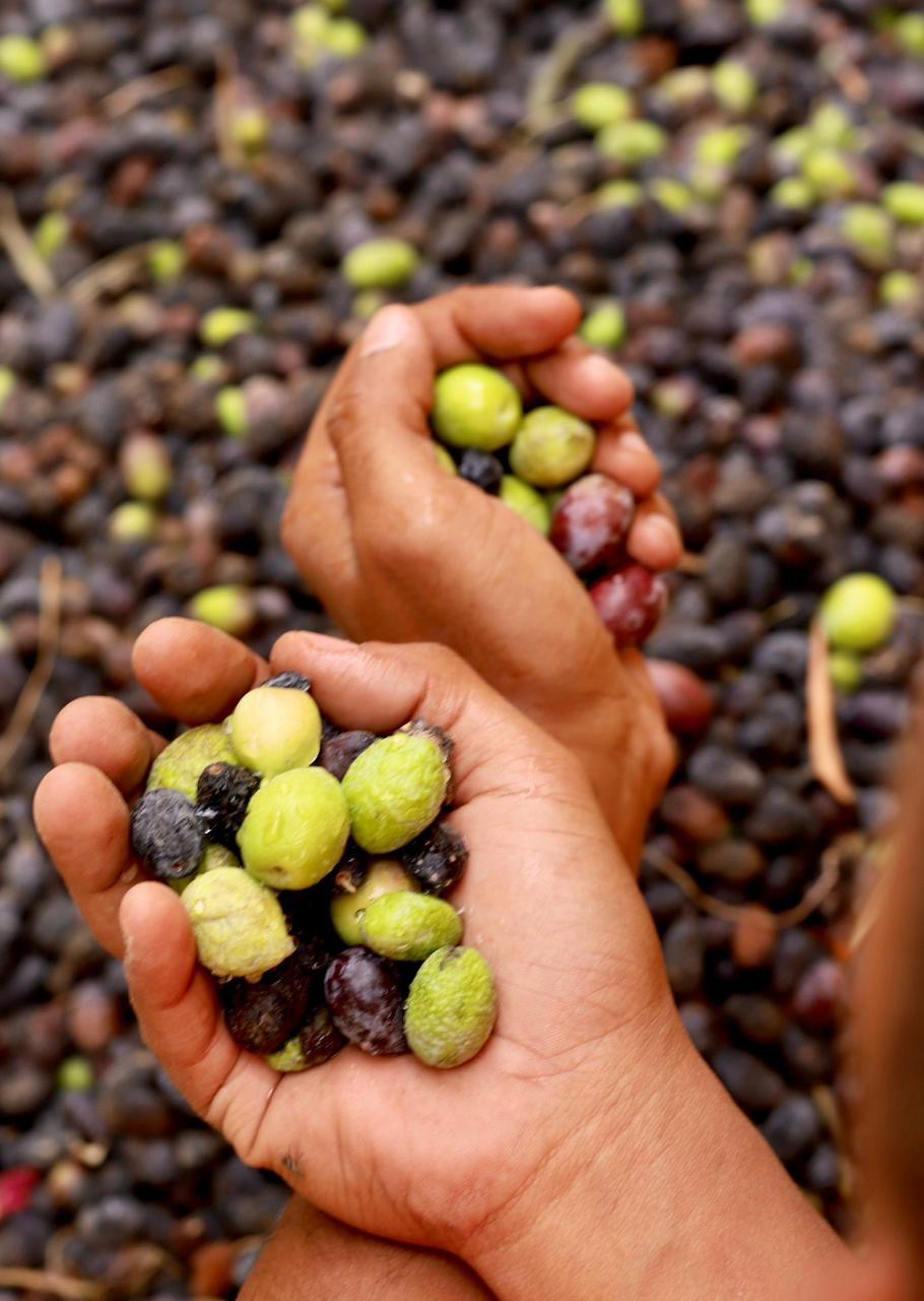 المتعافون من الإدمان يحصدون شجر الزيتون داخل مركز العزيمة مطروح التابع لصندوق مكافحة الإدمان ضمن برنامج العلاج بالعمل