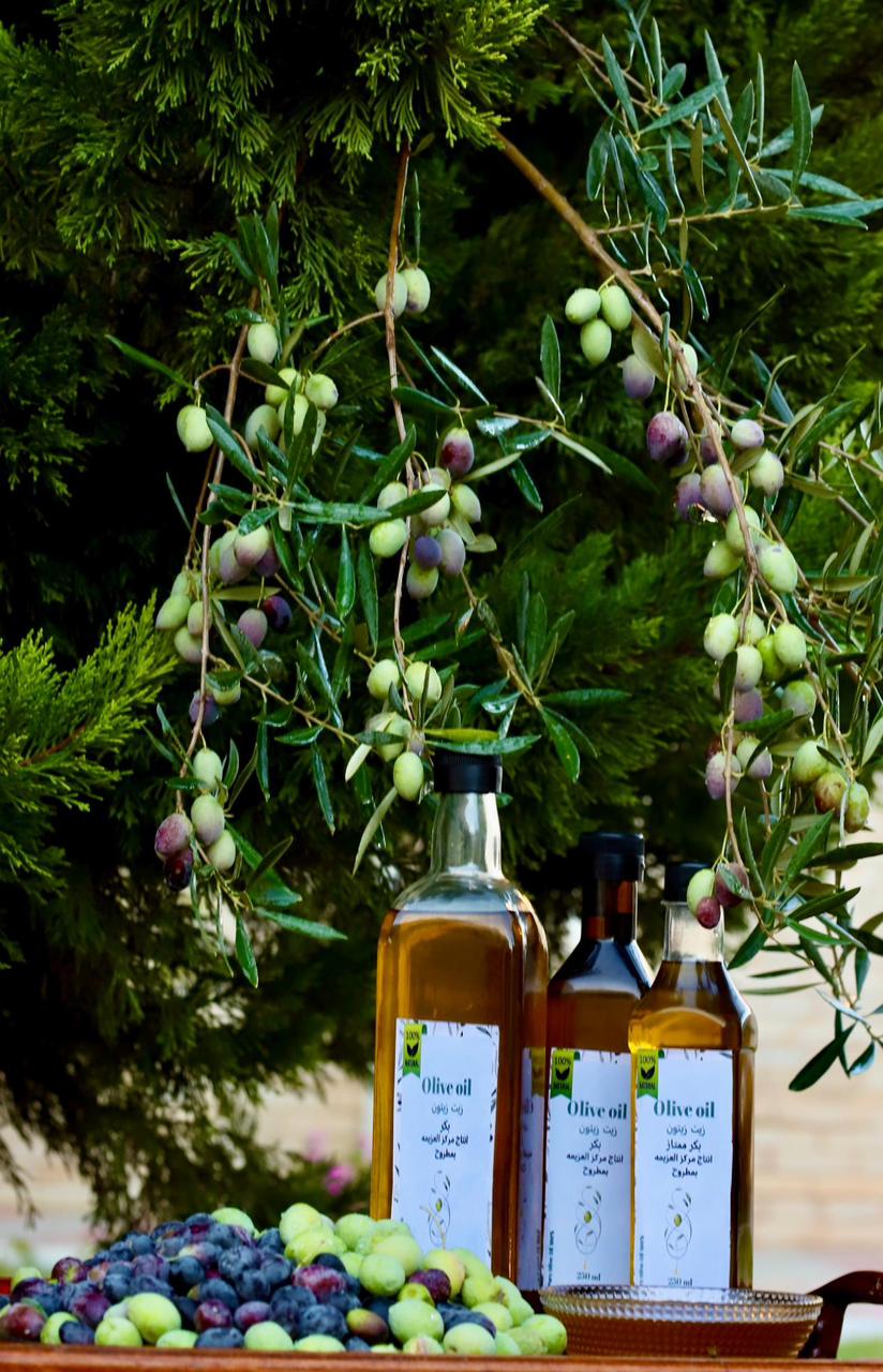 المتعافون من الإدمان يحصدون شجر الزيتون داخل مركز لصندوق مكافحة الإدمان