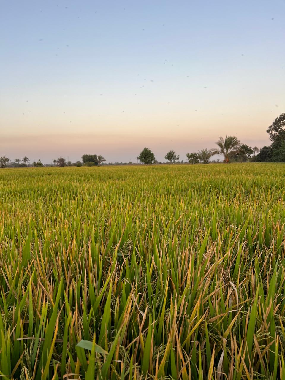 زراعة الأرز البسمتي للمرة الأولي في شمال محافطة الدقهلية