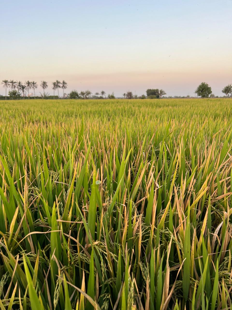 موفر في المياه وينتج محصول وفير