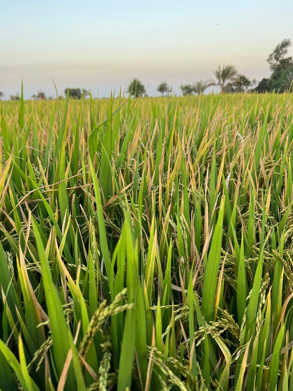الارز البسمتي في شمال محافظة الدقهلية