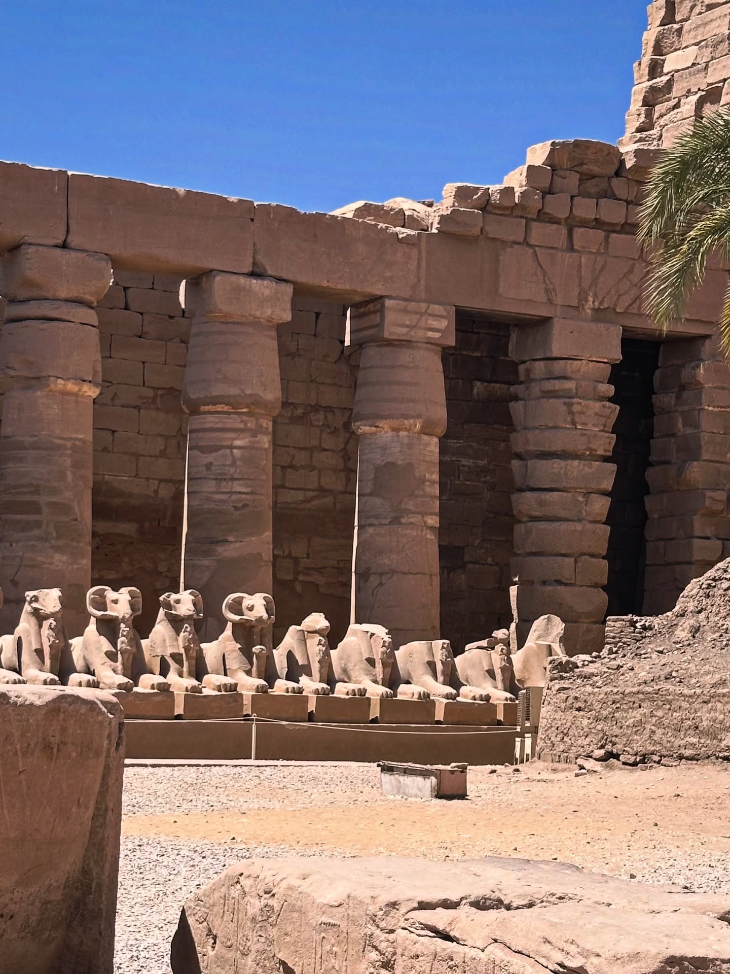 موقع كباش الكرنك التى عادت للحياة فى فناء المعبد الأول