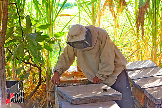 عسل النحل (16)