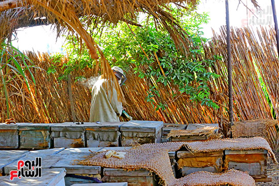 عسل النحل (18)