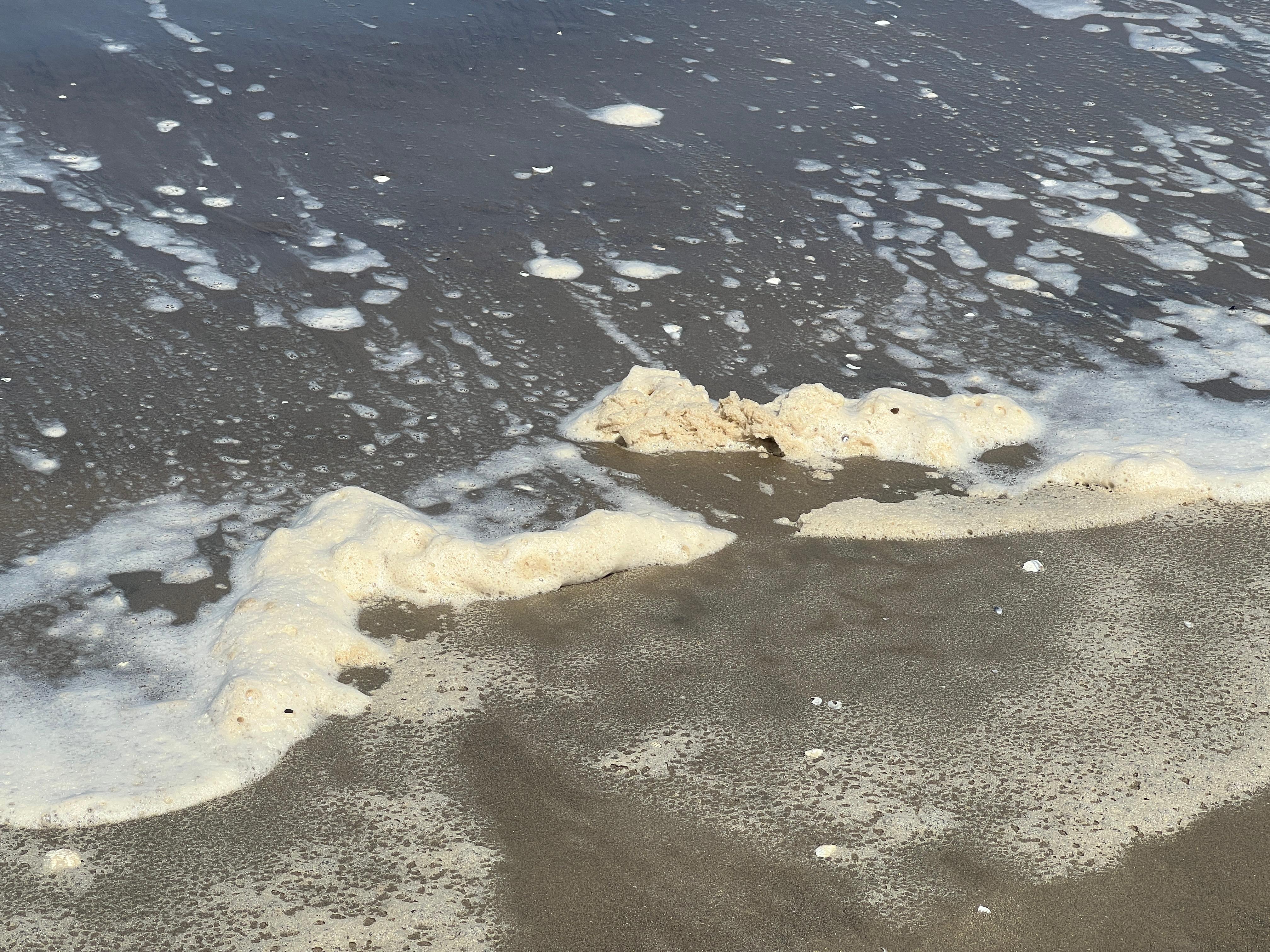 زبد البحر زبد البحر