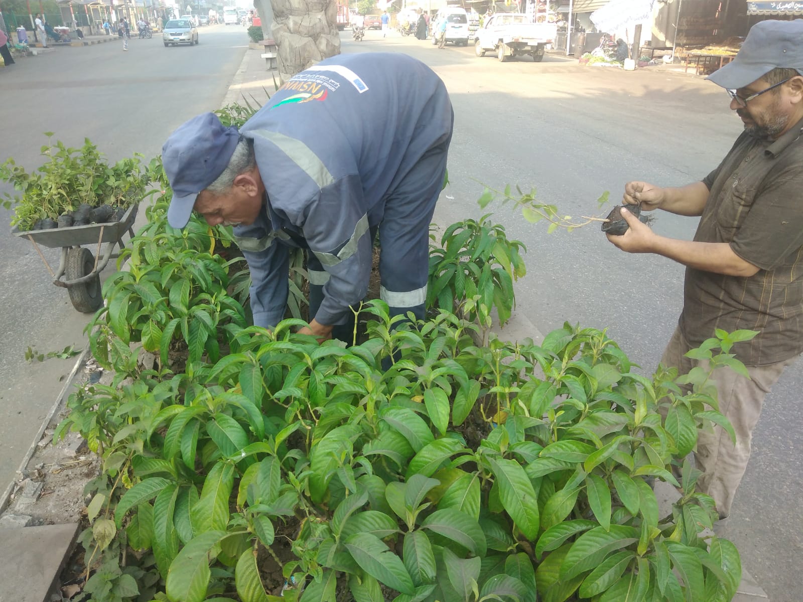 تقليم الاشجار