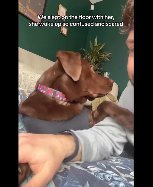 الكلبة بعد العملية الكلبة بعد العملية