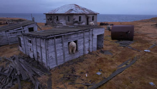 الدببة القطبية تسيطر على محطة أبحاث مهجورة في القطب الشمالي الروسي (2)