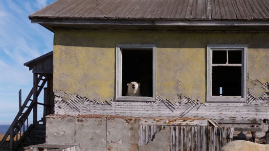 الدببة القطبية تسيطر على محطة أبحاث مهجورة في القطب الشمالي الروسي (4)