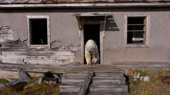 الدببة القطبية تسيطر على محطة أبحاث مهجورة في القطب الشمالي الروسي (9)