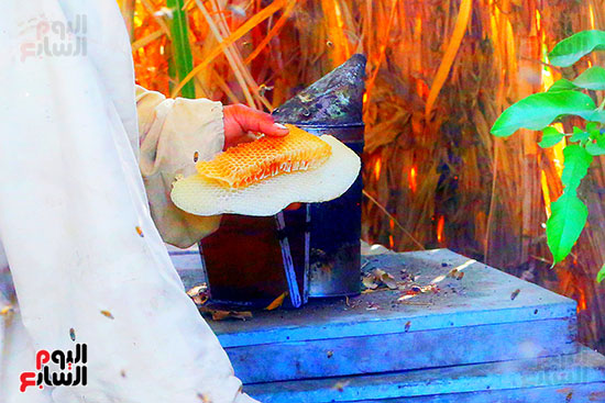 شمع العسل شمع العسل