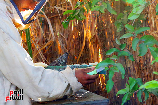 عسل النحل (22)