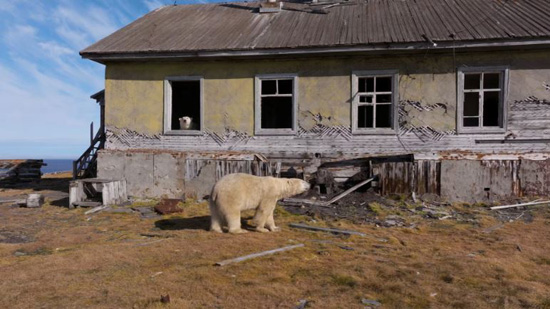 الدببة القطبية تسيطر على محطة أبحاث مهجورة في القطب الشمالي الروسي (8)