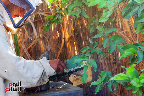 عسل النحل (21)