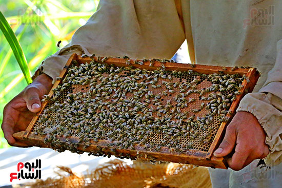 عسل النحل (14)
