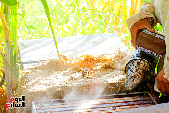 تهدئة خلية النحل بالتبخير تهدئة خلية النحل بالتبخير