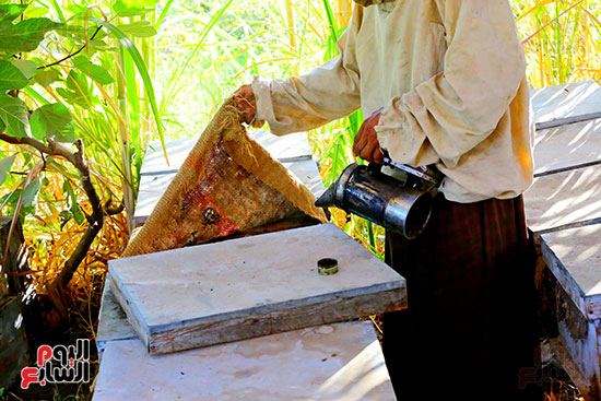 عسل النحل (5)