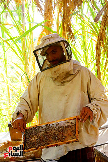 عسل النحل (9)