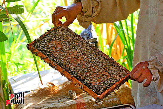 عسل النحل (11)