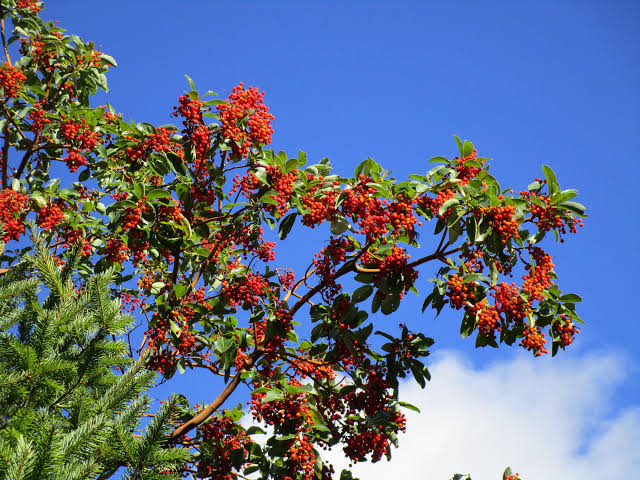 احدى اشجار القطلب