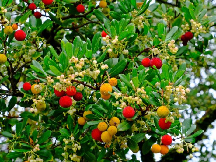 المشمش الكداب