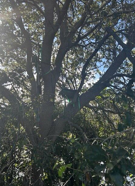 منصة على شجرة