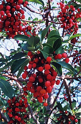 اثمارها تشبة التوت وطعمها مشمش