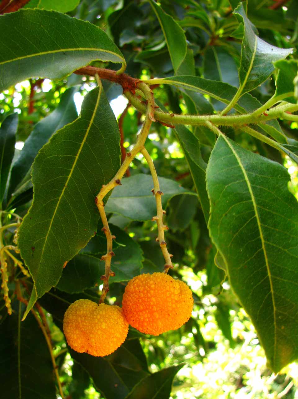 شكل الثمرة عن قرب