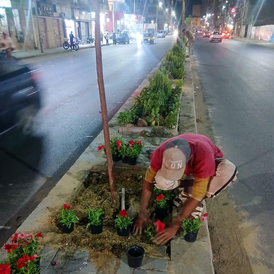 بدء زراعة الجزيرة الوسطى بمشروع توسعة شارع أبو قير بالإسكندرية (2)