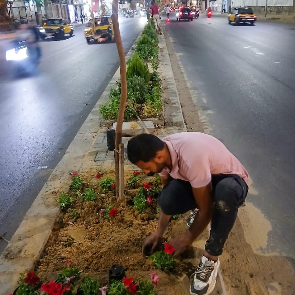 بدء زراعة الجزيرة الوسطى بمشروع توسعة شارع أبو قير بالإسكندرية (1)