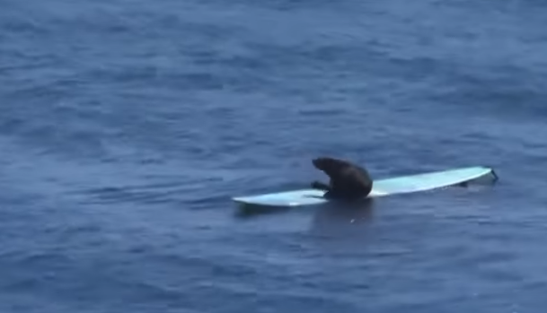 ثعالب البحر تتزلج على الأمواج