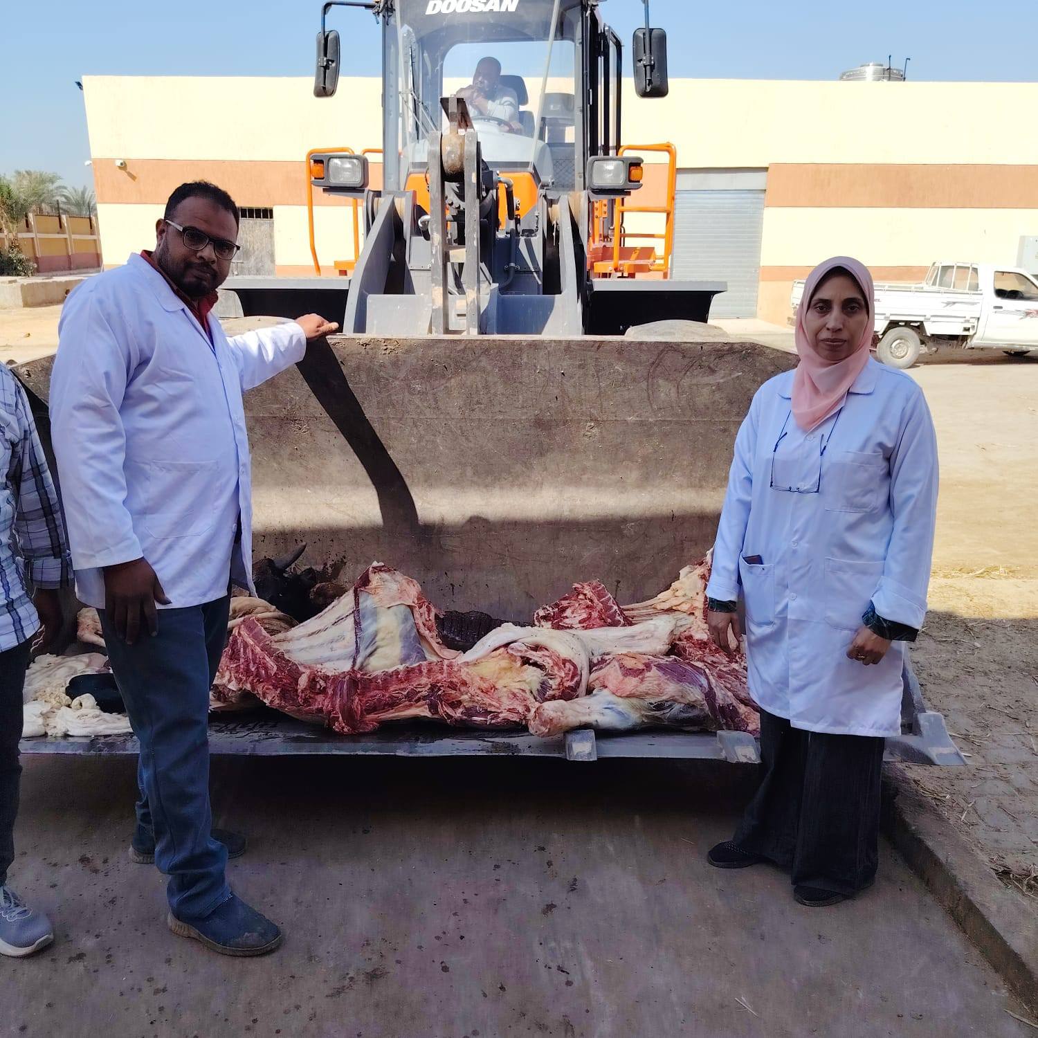 بيطرى الأقصر يعدم عجلا 500 كيلو بمجزر الحبيل