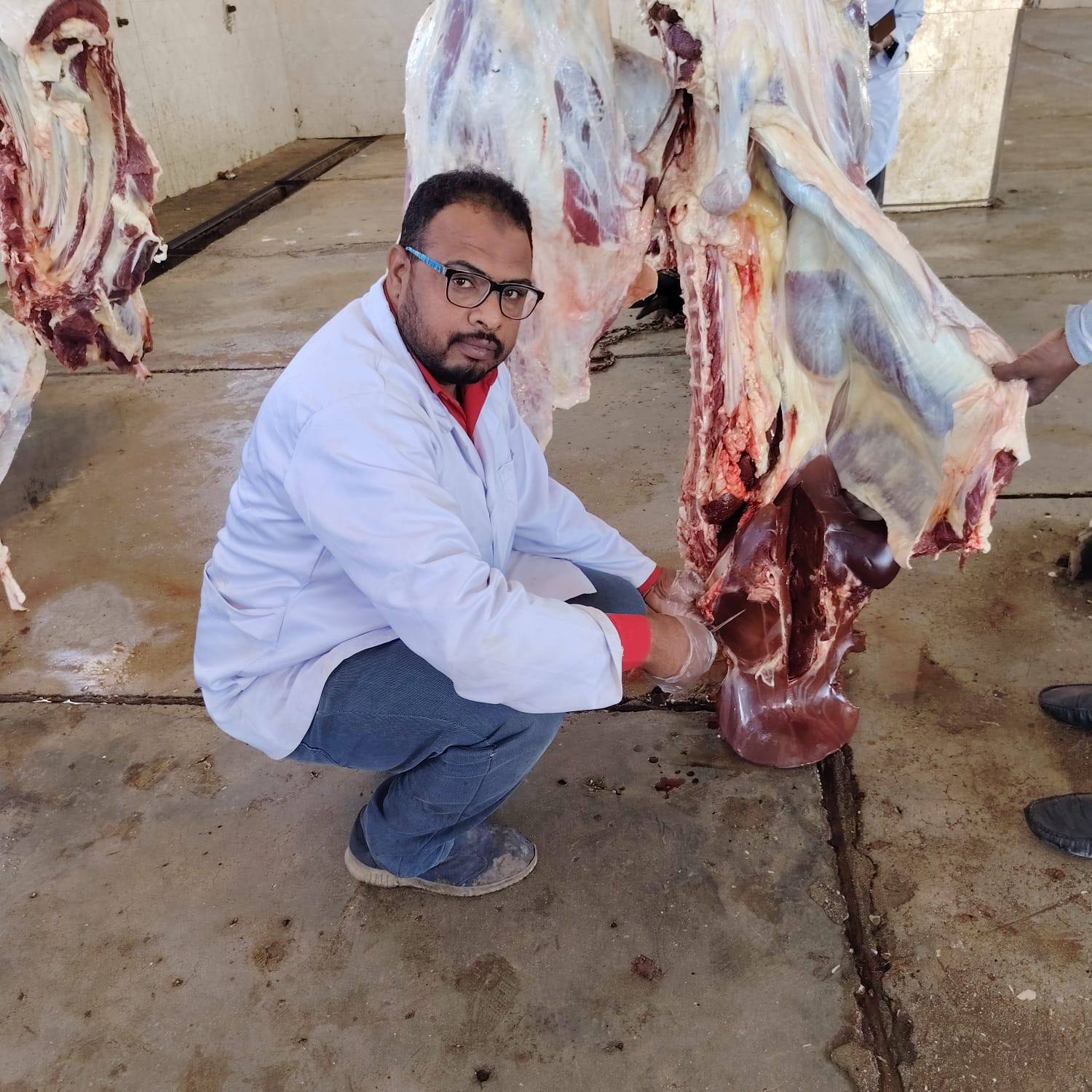 إعدام عجلا 500 كيلو بمجزر الحبيل لإصابته بالصفراء وتضخم الطحال