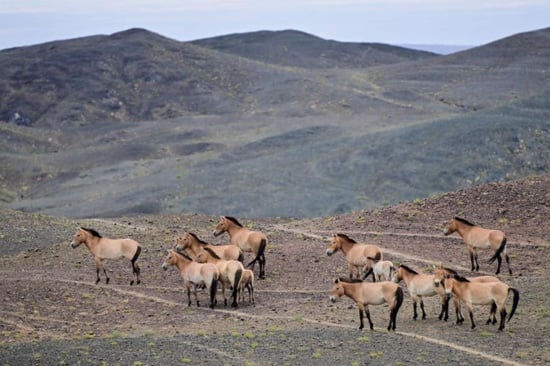 مراعي خيول برزوالسكي في الصين