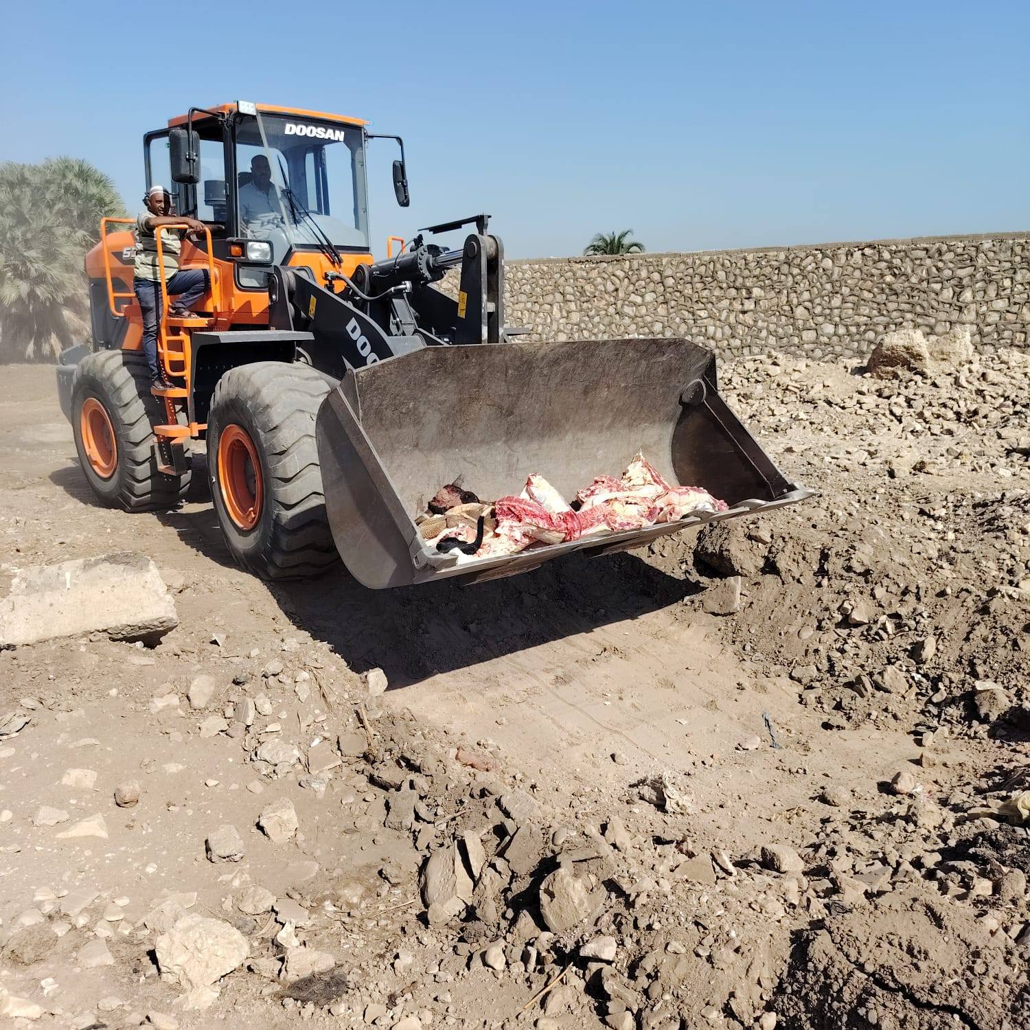 إعدام عجل بمجزر الحبيل لإصابته بالصفراء وتضخم الطحال