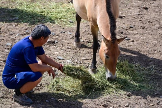 رعاية خيول برزوالسكي التى تحارب الانقراض
