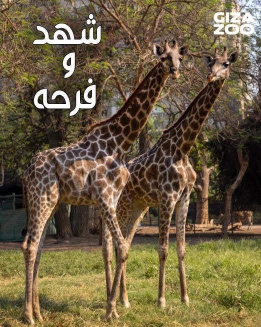 الزرافتين شهد وفرح
