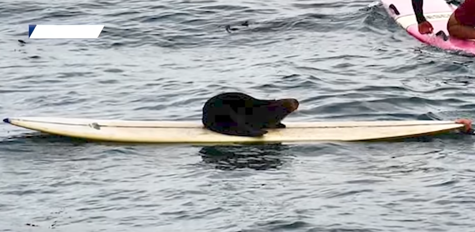 ثعالب البحر تستولى على ألواح التزلج