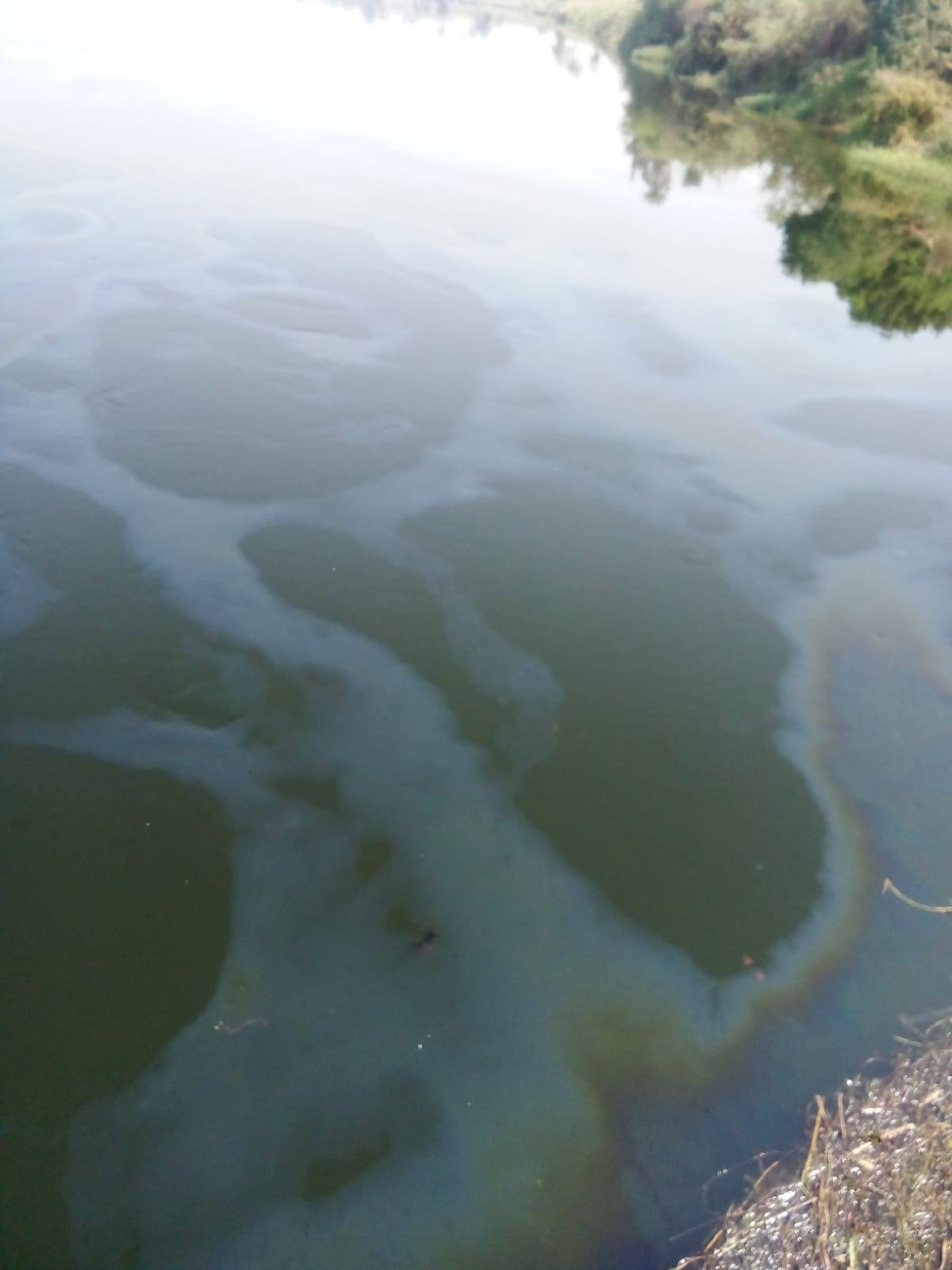 جانب من ظهور ظهور مواد بترولية في مجرى النيل بالأقصر جانب من ظهور ظهور مواد بترولية في مجرى النيل بالأقصر