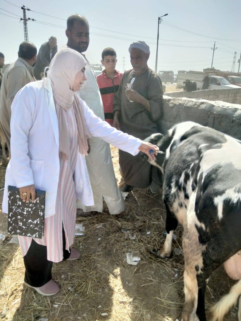 تحصين الماشية بسوق المواشي