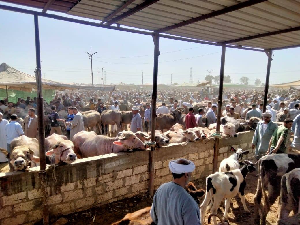 سوق الماشية بكفر الشيخ