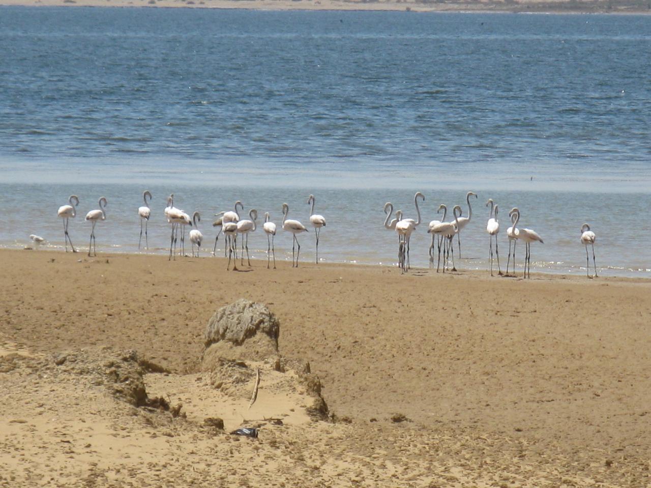 جزيرة القرن الذهبى (2)