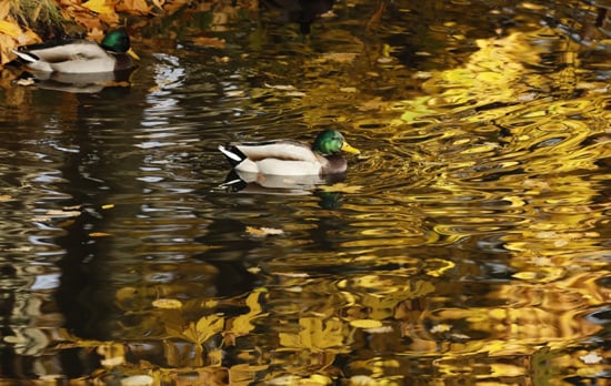 طقس الخريف طقس الخريف