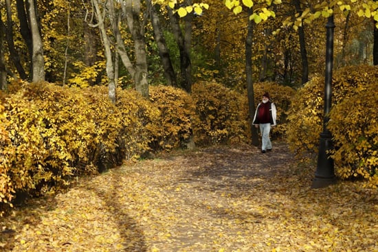 الخريف يزين الحدائق الخريف يزين الحدائق