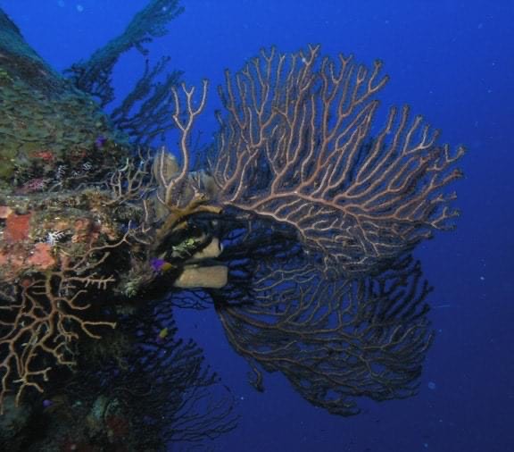 شعاب البلاك كلر فى اغماق البحر الأحمر 