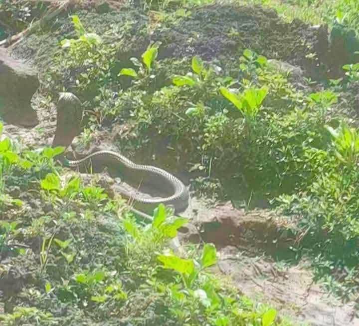 صورة الثعبان المتداولة صورة الثعبان المتداولة
