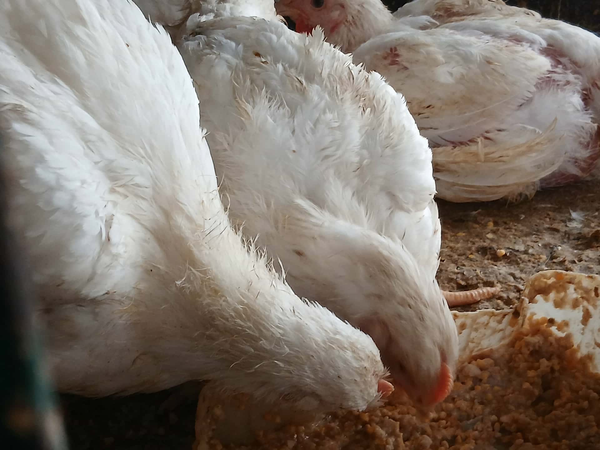 الفراخ في الإسكندرية