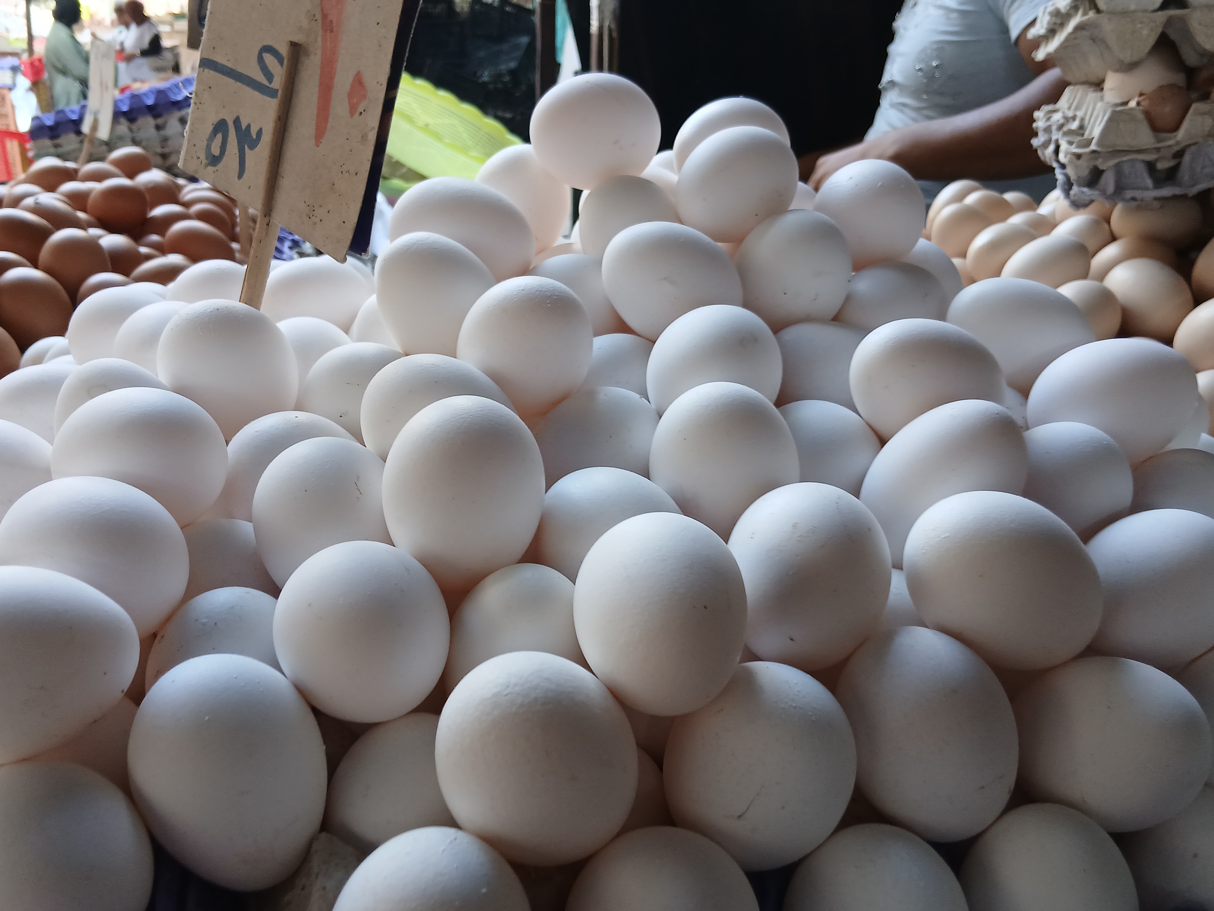 أسعار البيض في الإسكندرية أسعار البيض في الإسكندرية