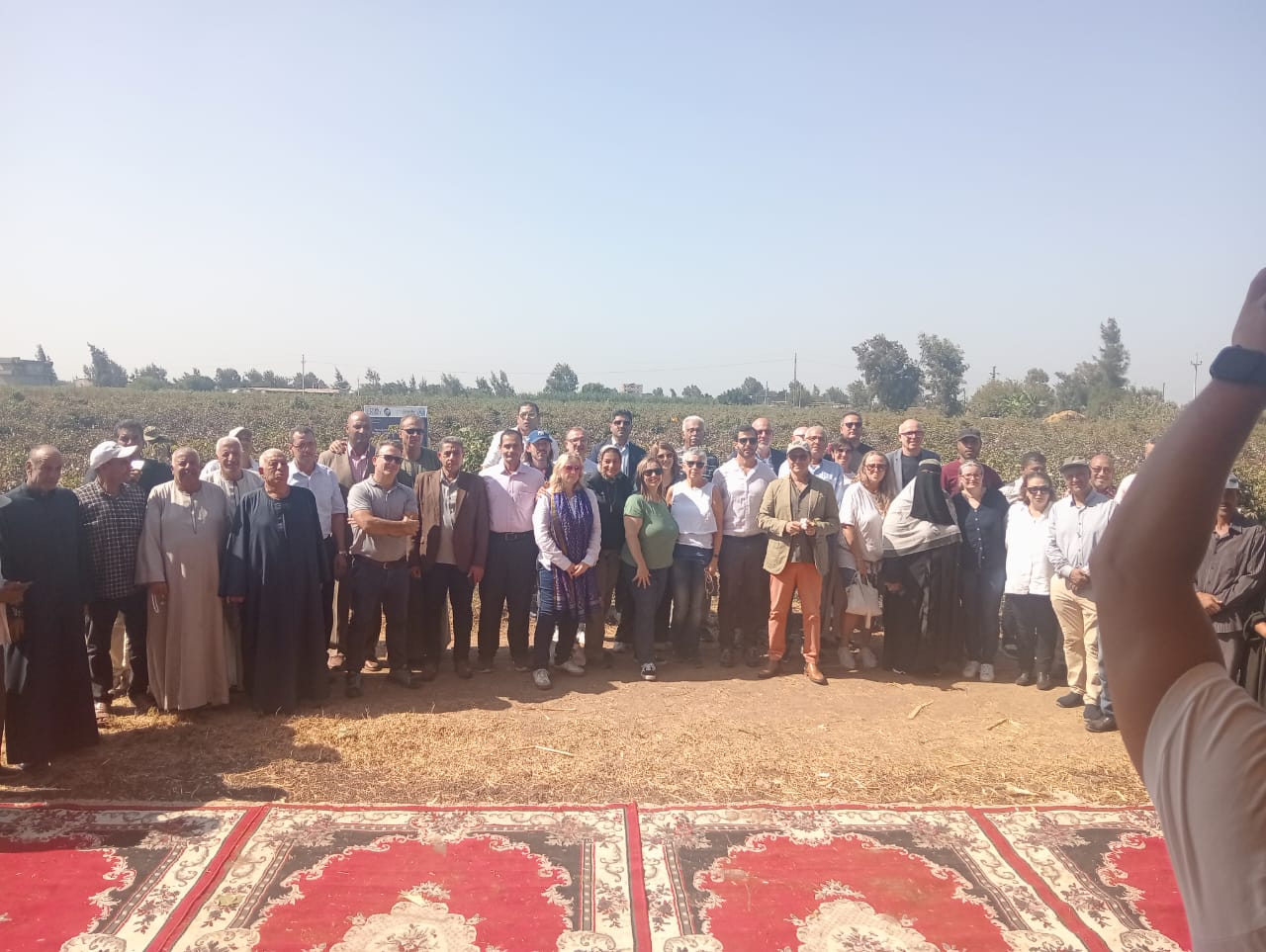 وفود أجنبية تتابع جني الزارعين للقطن بكفر الشيخ