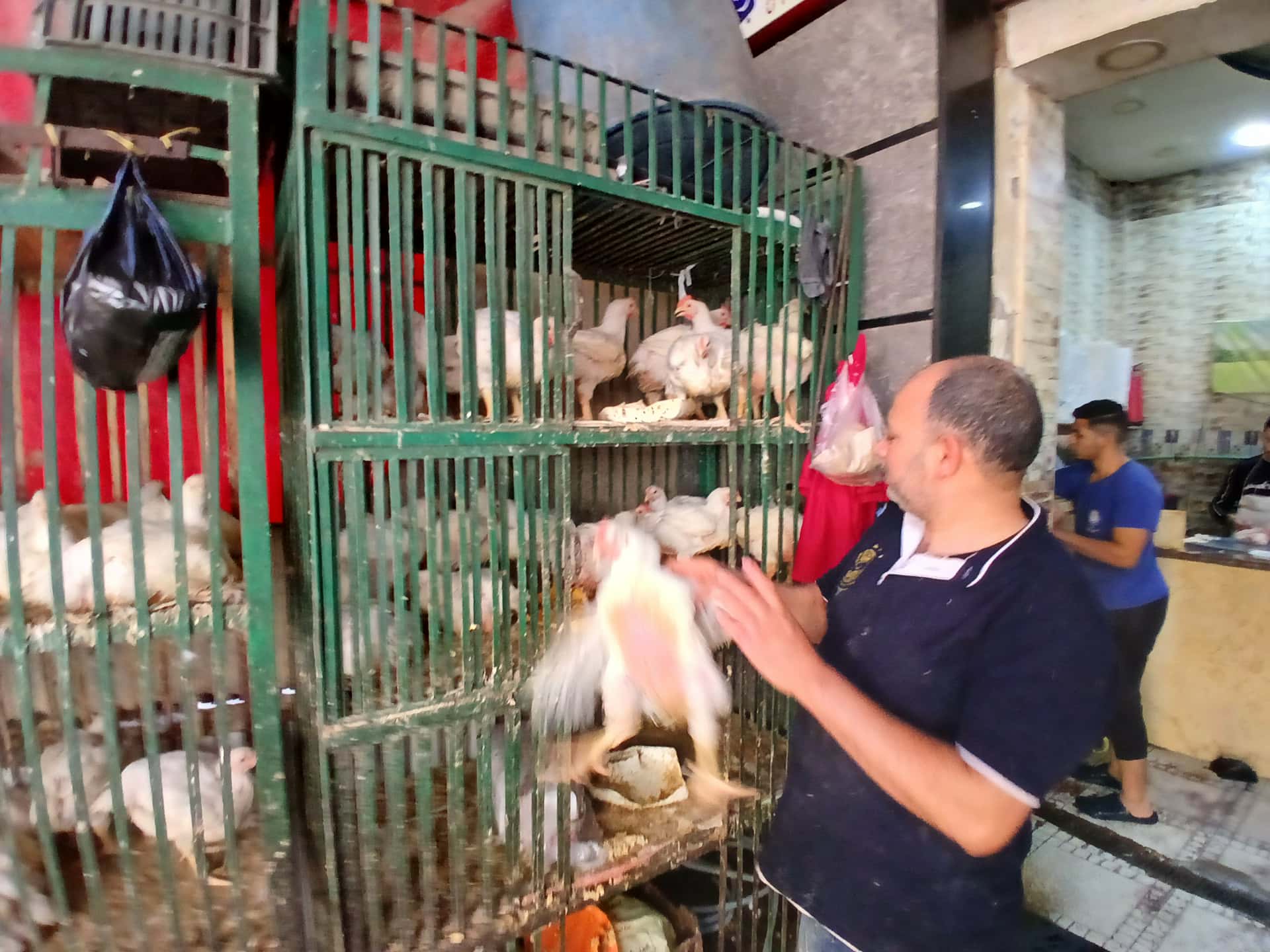 الفراخ في أسواق الإسكندرية